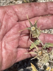 Mentzelia involucrata