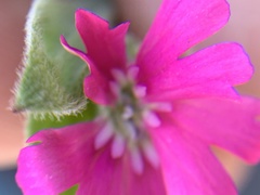 Silene hookeri