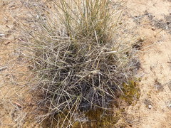 Lomandra effusa