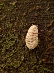 Coelostomidia zealandica