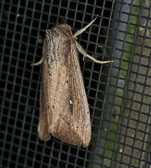 Leucania subpunctata