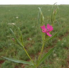 Silene muscipula