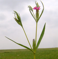 Silene muscipula