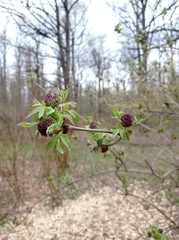 Sambucus racemosa