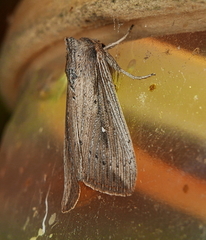 Leucania subpunctata