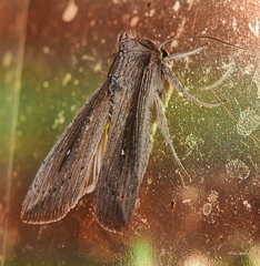 Leucania subpunctata