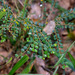 Maclura cochinchinensis - Photo (c) Craig Robbins, algunos derechos reservados (CC BY-NC), subido por Craig Robbins