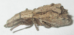Episus