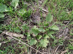 Ranunculus oxyspermus