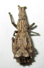 Episus