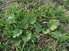 Ranunculus oxyspermus