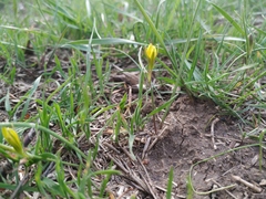 Gagea podolica