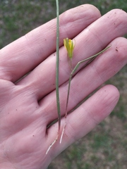 Gagea podolica