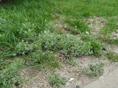 Artemisia austriaca