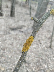 Xanthoria parietina