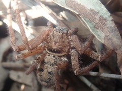 Heteropoda jugulans