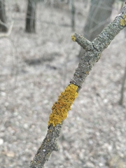 Xanthoria parietina