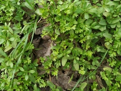 Apiaceae