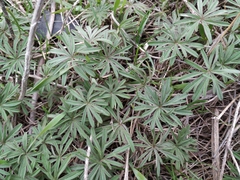 Geranium linearilobum