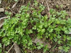 Apiaceae