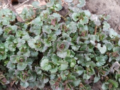 Glechoma hederacea