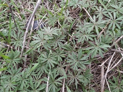 Geranium linearilobum