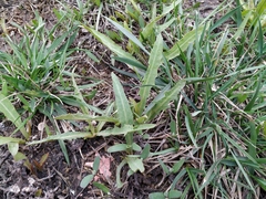 Lactuca tatarica