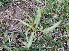Lactuca tatarica