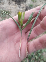 Gagea podolica