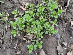 Stellaria media