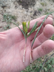 Gagea podolica