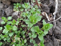 Stellaria media