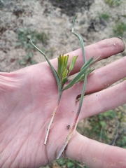 Gagea podolica