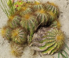Parodia magnifica