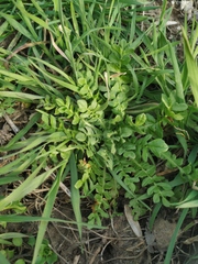 Capsella bursa-pastoris