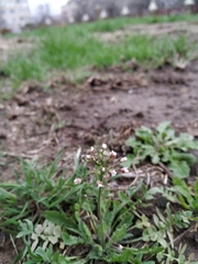 Capsella bursa-pastoris