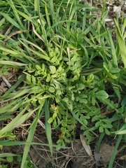 Capsella bursa-pastoris