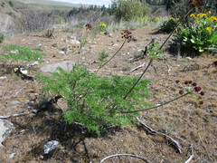 Lomatium dissectum dissectum