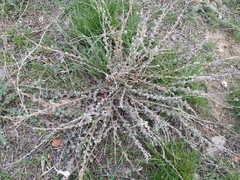 Bassia prostrata