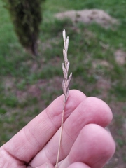 Elymus repens