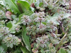 Lamium amplexicaule orientale