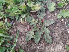 Erodium hoefftianum