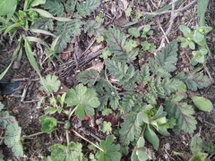 Erodium hoefftianum