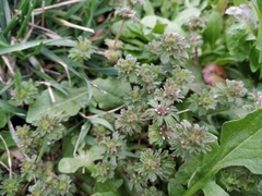 Lamium amplexicaule orientale