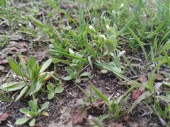 Holosteum umbellatum