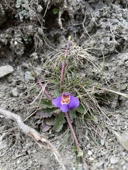Mazus alpinus