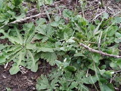 Holosteum umbellatum