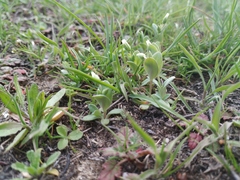 Holosteum umbellatum