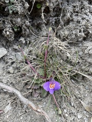 Mazus alpinus