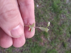 Holosteum umbellatum